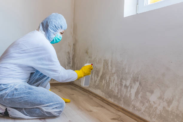 Licensed Basement Mold Remediation service in Zebulon, GA - WQB Mold Removal