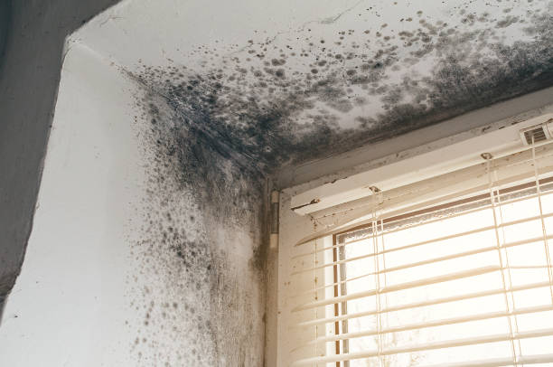 Affordable Basement Mold Remediation solutions in Zebulon, GA